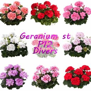 Bild von Geranium Staand P12 Divers